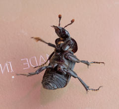 Nicrophorus pustulatus