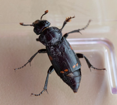 Nicrophorus pustulatus