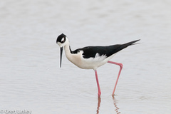 Himantopus mexicanus