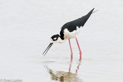 Himantopus mexicanus