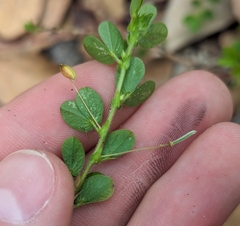 Erva-de-coração (Chamaecrista rotundifolia)
