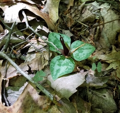 Trillium decumbens
