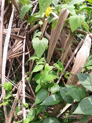 Thladiantha punctata