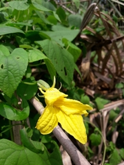 Thladiantha punctata