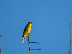 Crithagra sulphurata