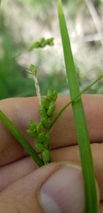 Carex corrugata