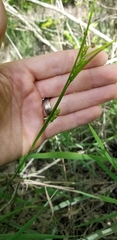 Carex corrugata