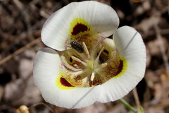 Calochortus superbus
