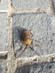 Acanthinodera cumingii