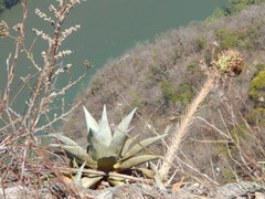 Agave garciamartinezii