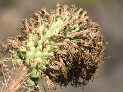 Agave garciamartinezii