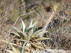 Agave garciamartinezii