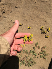 Eriophyllum multicaule