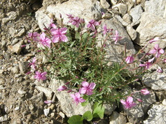 Chamaenerion fleischeri