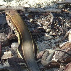 Pholidoscelis auberi