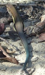 Pholidoscelis auberi