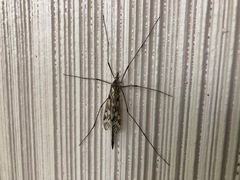Tipula longiventris