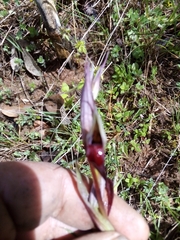 Serapias strictiflora