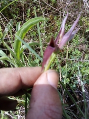 Serapias strictiflora