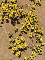 Eriophyllum multicaule