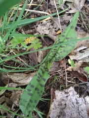 Dactylorhiza fuchsii