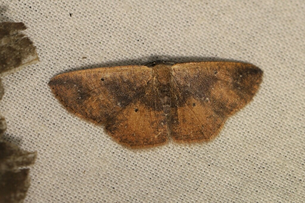 Ilexia purpurea