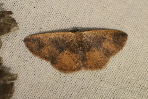 Ilexia purpurea