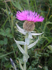 Centaurea uniflora