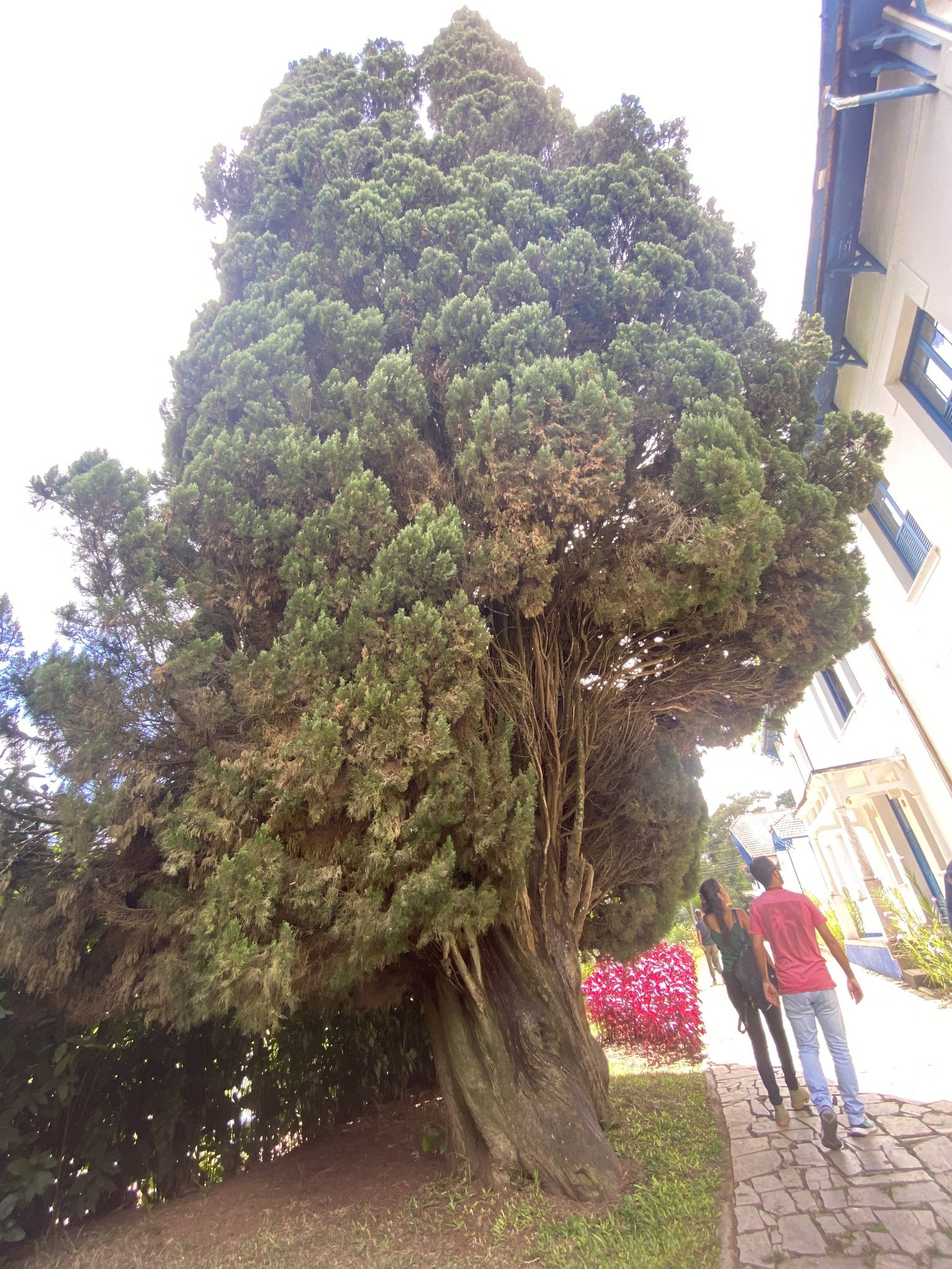 Cupressus sempervirens