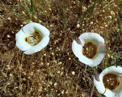 Calochortus superbus