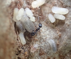 Temnothorax niger