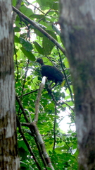 Megapodius freycinet