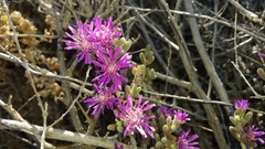 Drosanthemum archeri