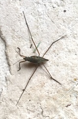 Gerromorpha