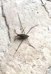 Gerromorpha