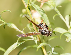Australozethus tasmaniensis