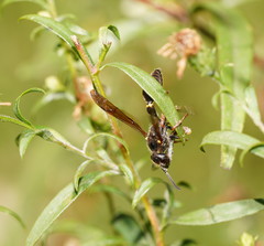Australozethus tasmaniensis