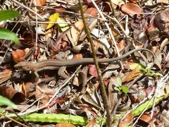 Pholidoscelis auberi