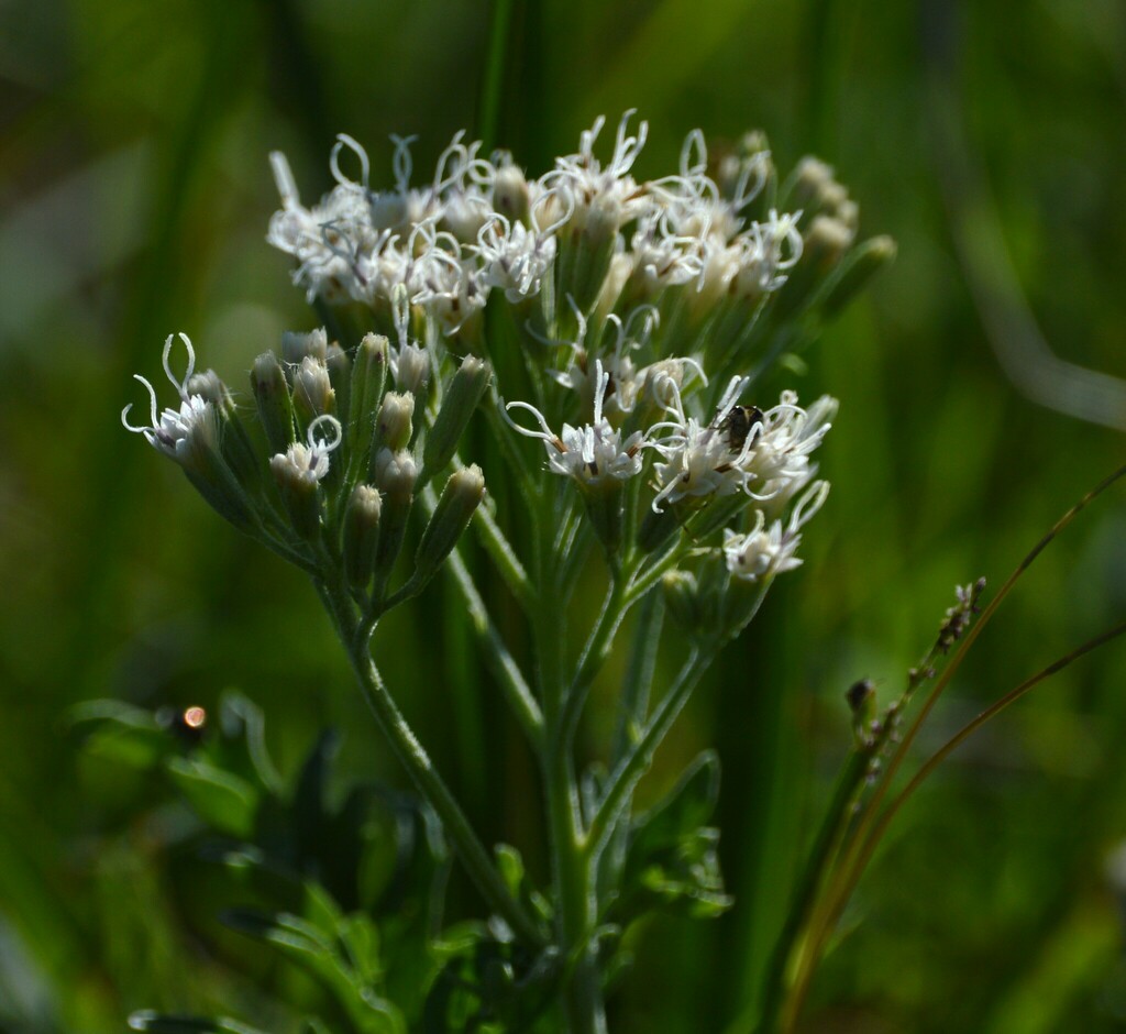 Mikania pinnatiloba