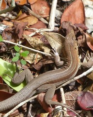 Pholidoscelis auberi