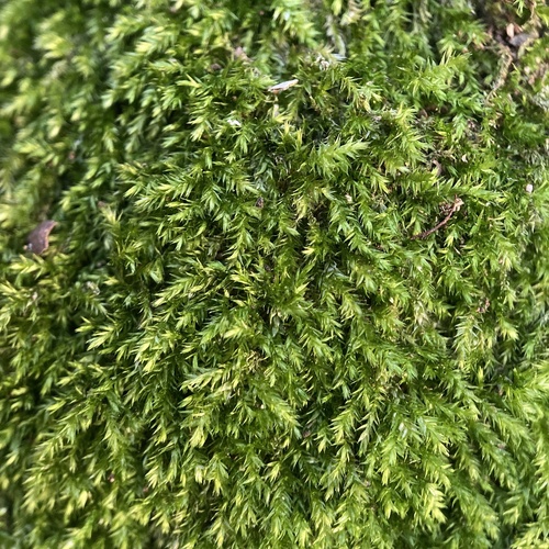 Representative image of Rhynchostegiella curviseta