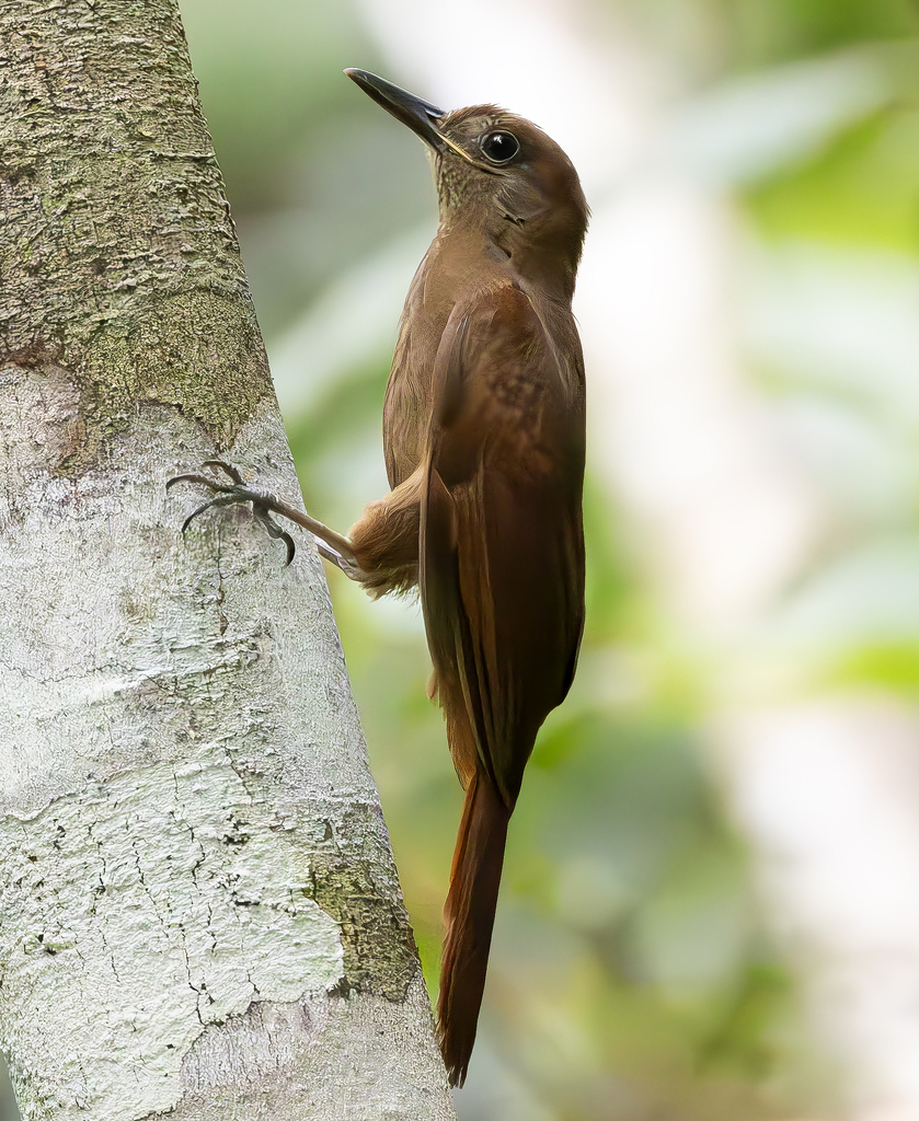 White-Chinned Woodcreeper