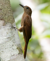 White-Chinned Woodcreeper photo 1