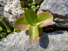 Hylotelephium telephium