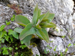 Hylotelephium telephium