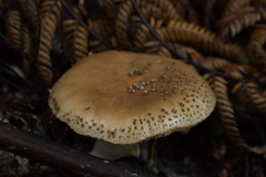 Amanita australis