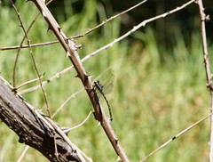 Austroaeschna subapicalis