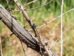 Austroaeschna subapicalis