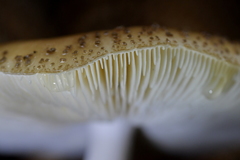 Amanita australis