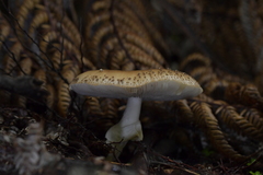 Amanita australis